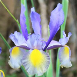Ирис Hollandica Mystic Beauty фото