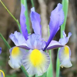 Ирис Hollandica Mystic Beauty фото