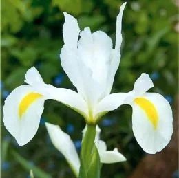 Подарок! Ирис Hollandica White Van Vliet фото