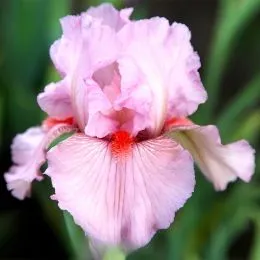 Ирис Intermedia Clearly Pink фото