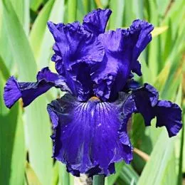 Ирис Lachlan Macquarie фото