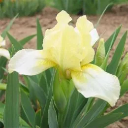 Ирис Pumila Lemon Puff фото
