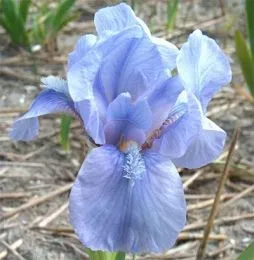 Ирис Pumila Little Sapphire фото