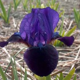 Ирис Pumila Little Shadow фото