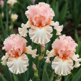 Ирис Love of Life фото