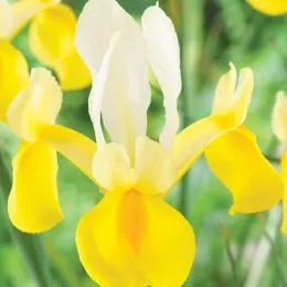 Ирис Hollandica Montecito 9/10 фото