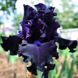Ирис Night Ruler фото