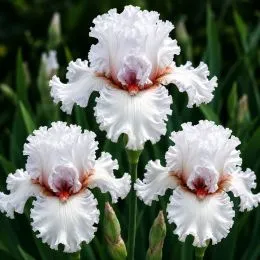 Ирис Paloma Blanca фото