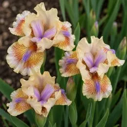Ирис Pumila Antsy фото