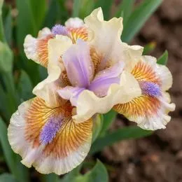 Ирис Pumila Antsy фото