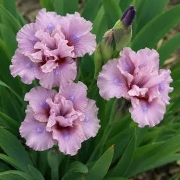 Ирис Pumila Cherry Blush фото