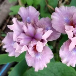 Ирис Pumila Cherry Blush фото
