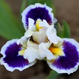 Ирис Pumila Dancing Around фото