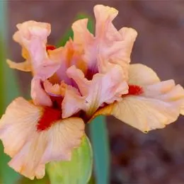 Ирис Pumila Joyful Love фото