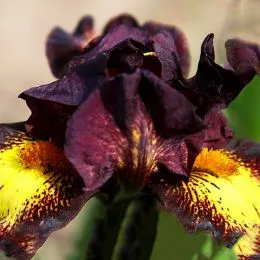 Ирис Pumila Kinky Boots фото