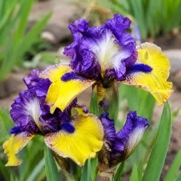 Ирис Pumila Magnetic Storm фото