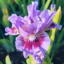Ирис Pumila Oh Canada фото