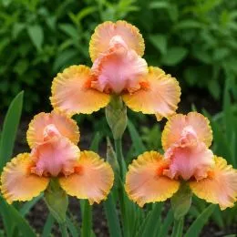 Ирис Pumila Pink Medley фото