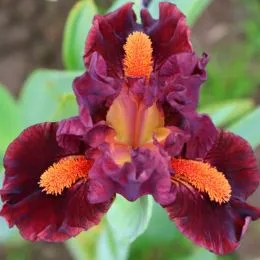 Ирис Pumila Roaring Fire фото
