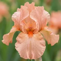 Ирис Pumila Sweet Pink фото