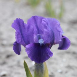 Ирис Pumila True фото