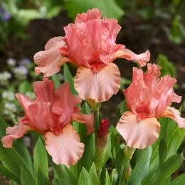 Ирис Pumila Pussycat Pink фото