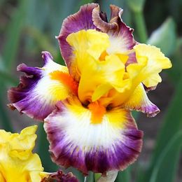 Ирис Rainbow High фото