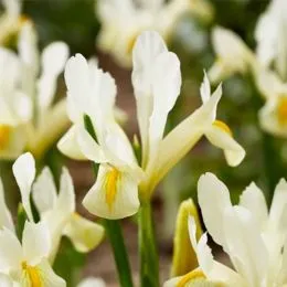 Ирис Reticulata Louise фото