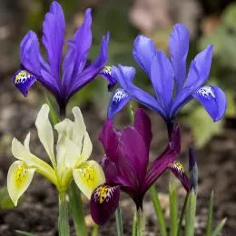 Ирис reticulata Mix фото