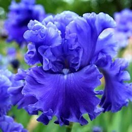 Ирис Riversong фото