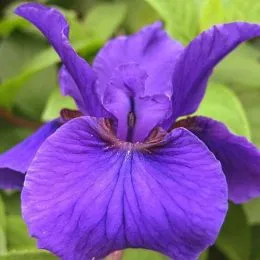 Ирис Sibirica Rosebud Melody фото