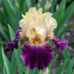 Ирис Royal Harlequine фото