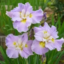 Ирис Siberica Dawn Waltz фото