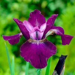 Ирис Sibirica Hubbard фото
