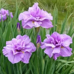 Ирис Sibirica Pink Parfait фото