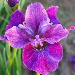 Ирис Sibirica Roaring Jelly фото