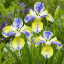 Ирис Sibirica Tipped in Blue фото