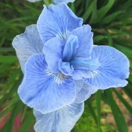 Ирис Siberica Dear Delight фото