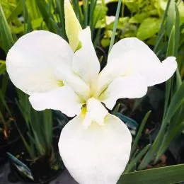 Ирис Siberica Dreaming Green фото