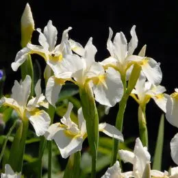 Ирис Siberica Snow Queen фото