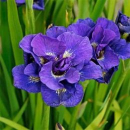 Ирис Sibirica Kabluey фото
