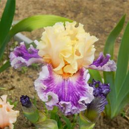 Ирис Crowned In Glory фото