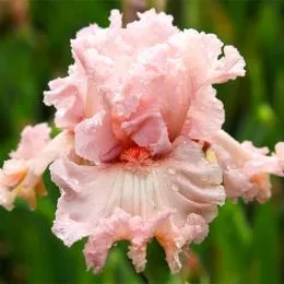 Ирис Strawberry Shake фото