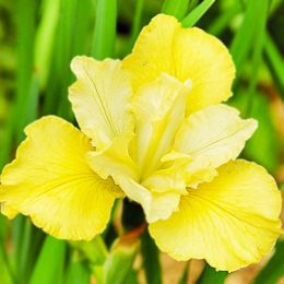 Ирис Sibirica Summer Revels фото