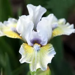 Ирис Pumila Tanats Ofalii фото