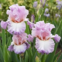 Ирис Vienna Waltz фото