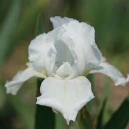 Ирис Pumila White Gem фото