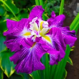 Ирис мечевидный Persephone фото