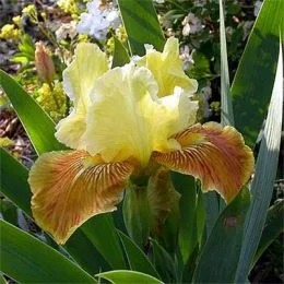 Ирис Golden Muffin фото