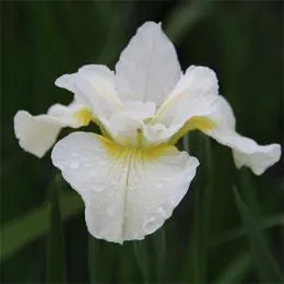 Ирис Siberica Harpswell Happiness фото